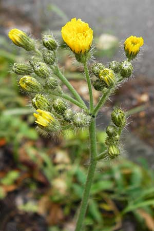 Hieracium calodon \ Schnhaariges Habichtskraut, D Walheim 30.5.2015