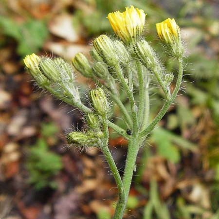 Hieracium calodon \ Schnhaariges Habichtskraut / Hawkweed, D Walheim 30.5.2015