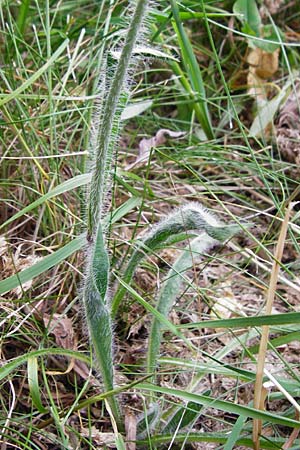 Hieracium caespitosum \ Wiesen-Habichtskraut, D Odenwald, Lindenfels 16.6.2015