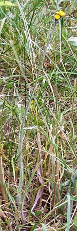 Hieracium caespitosum \ Wiesen-Habichtskraut / Yellow Fox and Cubs, D Odenwald, Lindenfels 16.6.2015