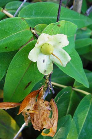 Hypericum calycinum \ Grokelchiges Johanniskraut, Immergrnes Johanniskraut, D Eich 30.6.2015