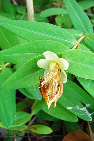 Hypericum calycinum \ Grokelchiges Johanniskraut, Immergrnes Johanniskraut / Creeping St. John's-Wort, Aaron's Beard, D Eich 30.6.2015