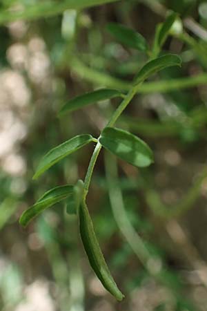 Hippocrepis comosa \ Hufeisenklee / Horseshoe Vetch, D Oberlaudenbach 31.5.2021