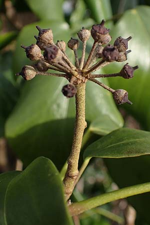 Hedera colchica \ Kolchis-Efeu / Georgian Ivy, D Duisburg 12.3.2022