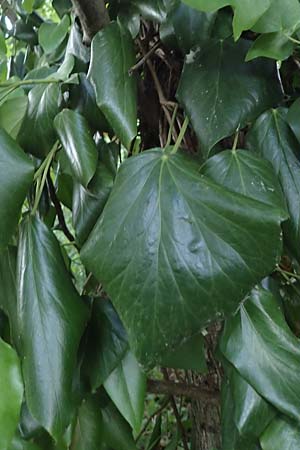 Hedera colchica \ Kolchis-Efeu / Georgian Ivy, D Duisburg 19.6.2022