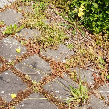 Hieracium densiflorum \ Dichtbltiges Habichtskraut / Dense-Flowered Hawkweed, D Altenglan 24.5.2015