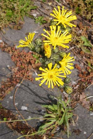 Hieracium densiflorum \ Dichtbltiges Habichtskraut / Dense-Flowered Hawkweed, D Altenglan 24.5.2015