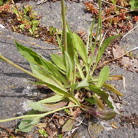 Hieracium densiflorum \ Dichtbltiges Habichtskraut / Dense-Flowered Hawkweed, D Altenglan 24.5.2015