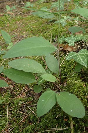 Hieracium diaphanoides subsp. forstense \ Forster Habichtskraut / Forst Hawkweed, D Wachenheim 7.6.2018