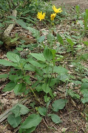 Hieracium diaphanoides subsp. forstense \ Forster Habichtskraut / Forst Hawkweed, D Wachenheim 7.6.2018