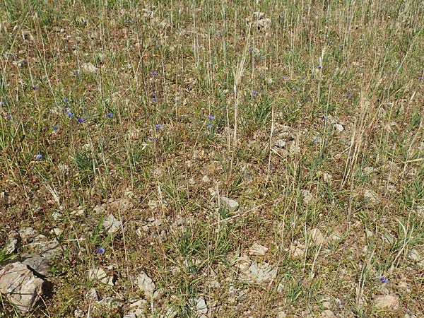 Hordeum distichon \ Zweizeilige Gerste / Two-Rowed Barley, D Friedewald 29.7.2020