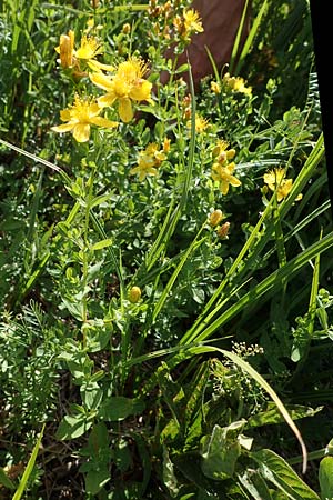 Hypericum dubium \ Stumpfes Johanniskraut / Spotted St. John's-Wort, D Schifferstadt 12.8.2022