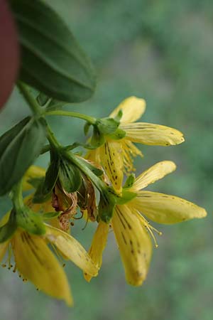 Hypericum dubium \ Stumpfes Johanniskraut / Spotted St. John's-Wort, D Schifferstadt 12.8.2022