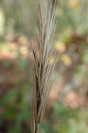 Hordelymus europaeus \ Wald-Gerste / Wood Barley, D Östringen 27.10.2017