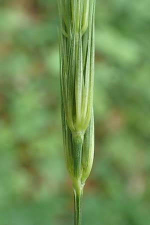 Hordelymus europaeus \ Wald-Gerste / Wood Barley, D Wolfhagen 15.6.2019