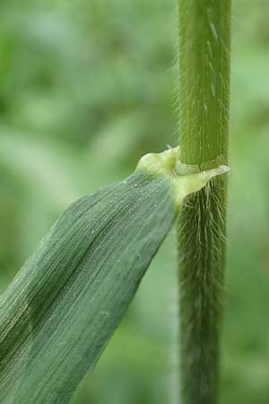 Hordelymus europaeus / Wood Barley, D Wolfhagen 15.6.2019