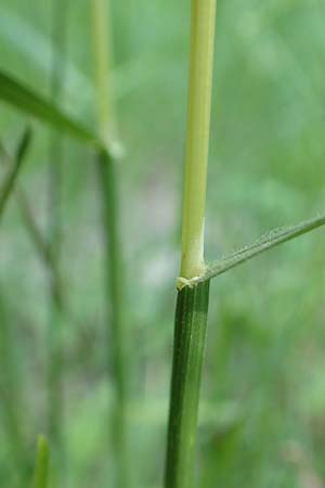 Helictotrichon pubescens \ Flaumiger Wiesenhafer, D Ketsch 21.5.2020