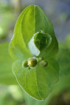 Hypericum elodes / Marsh St. John's-Wort, D Elmpt 6.9.2021