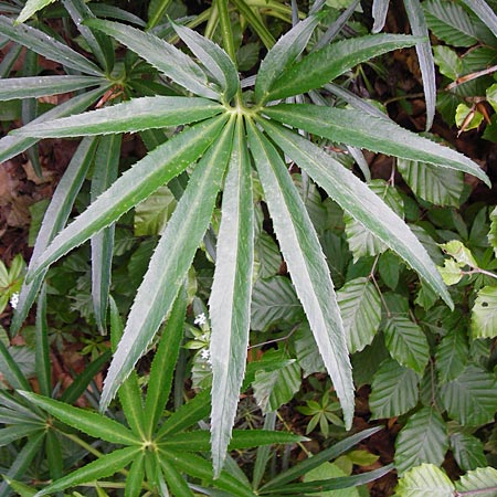 Helleborus foetidus \ Stinkende Nieswurz / Stinking Hellebore, D Bruchsal 21.5.2015