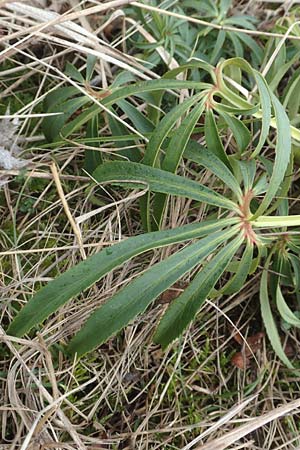 Helleborus foetidus \ Stinkende Nieswurz, D Neuleiningen 21.2.2016