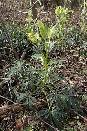 Helleborus foetidus \ Stinkende Nieswurz, D Neuleiningen 12.3.2016