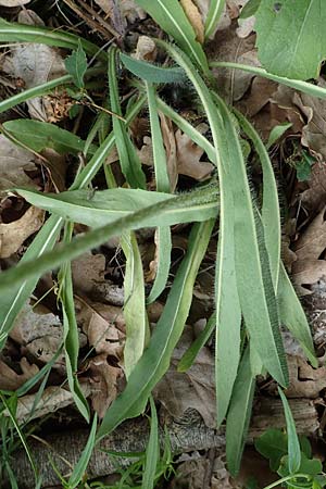 Hieracium fallax \ Tuschendes Habichtskraut, D Lützelbach 24.6.2017