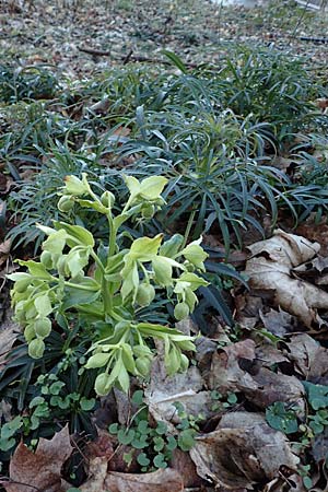 Helleborus foetidus \ Stinkende Nieswurz, D Mannheim-Pfingstberg 24.2.2020