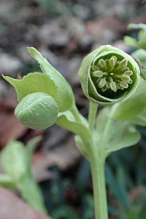 Helleborus foetidus \ Stinkende Nieswurz, D Mannheim-Pfingstberg 24.2.2020