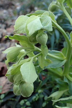 Helleborus foetidus \ Stinkende Nieswurz / Stinking Hellebore, D Mannheim-Pfingstberg 24.2.2020