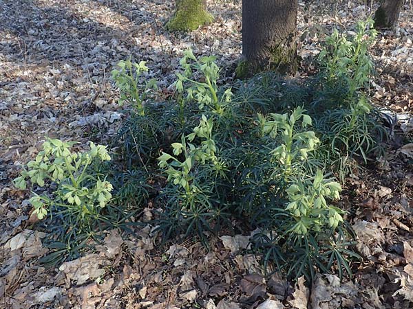 Helleborus foetidus \ Stinkende Nieswurz / Stinking Hellebore, D Mannheim-Pfingstberg 2.3.2021