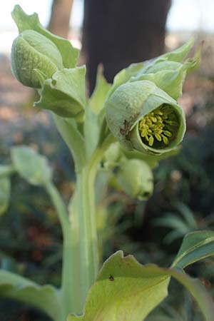 Helleborus foetidus \ Stinkende Nieswurz / Stinking Hellebore, D Mannheim-Pfingstberg 2.3.2021