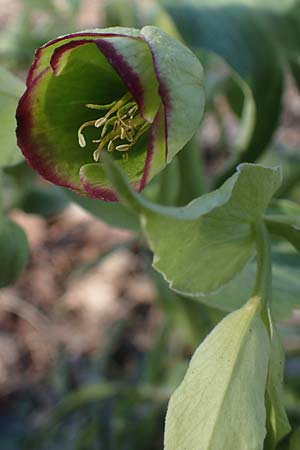 Helleborus foetidus \ Stinkende Nieswurz, D Mannheim-Pfingstberg 2.3.2021