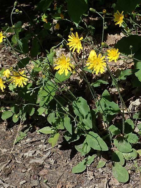 Hieracium diaphanoides subsp. forstense \ Forster Habichtskraut / Forst Hawkweed, D Wachenheim 29.5.2023