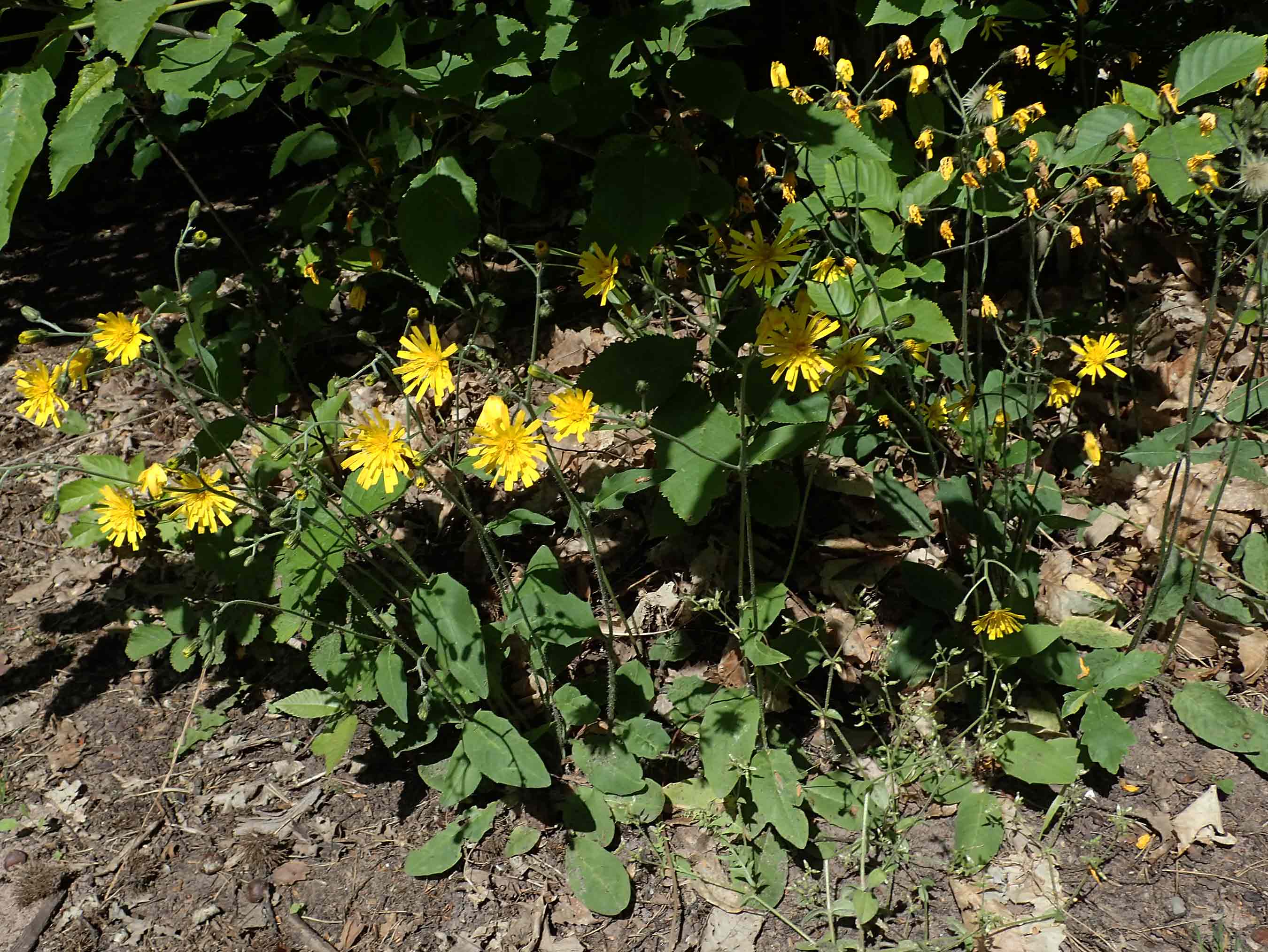 Hieracium diaphanoides subsp. forstense \ Forster Habichtskraut / Forst Hawkweed, D Wachenheim 29.5.2023