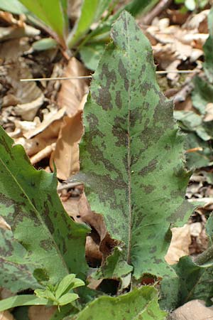 Hieracium glaucinum / Early Hawkweed, D Odenwald, Nieder-Beerbach 22.4.2016