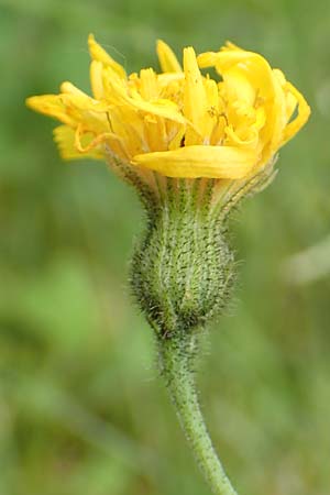 Hieracium glaucinum \ Frhblhendes Habichtskraut / Early Hawkweed, D Odenwald, Reichelsheim 16.6.2017