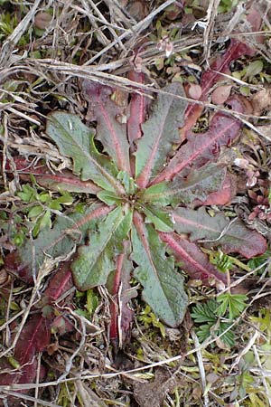 Hypochaeris glabra \ Kahles Ferkelkraut, Sand-Ferkelkraut, D St. Leon - Rot 23.3.2018