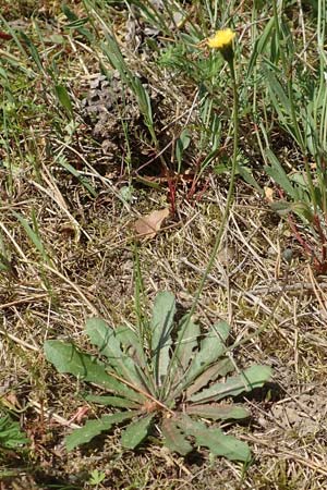 Hypochaeris glabra \ Kahles Ferkelkraut, Sand-Ferkelkraut / Smooth Cat's-Ear, D Waghäusel-Wiesental 4.5.2018