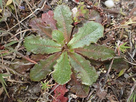 Hypochaeris glabra \ Kahles Ferkelkraut, Sand-Ferkelkraut / Smooth Cat's-Ear, D Hockenheim 12.4.2019