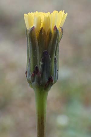 Hypochaeris glabra \ Kahles Ferkelkraut, Sand-Ferkelkraut / Smooth Cat's-Ear, D Hockenheim 12.4.2019