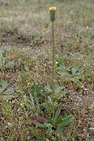 Hypochaeris glabra \ Kahles Ferkelkraut, Sand-Ferkelkraut / Smooth Cat's-Ear, D Hockenheim 12.4.2019