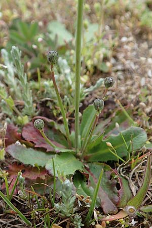 Hypochaeris glabra \ Kahles Ferkelkraut, Sand-Ferkelkraut, D Hockenheim 12.4.2019