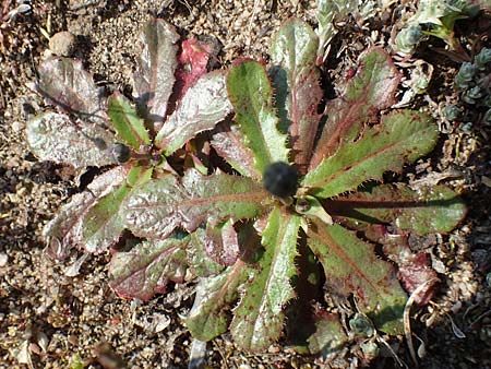 Hypochaeris glabra \ Kahles Ferkelkraut, Sand-Ferkelkraut, D Hockenheim 16.4.2019