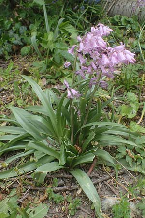 Hyacinthoides hispanica x non-scripta \ Hybrid-Hasenglckchen / Bluebell Hybrid, D Ludwigshafen 4.5.2021