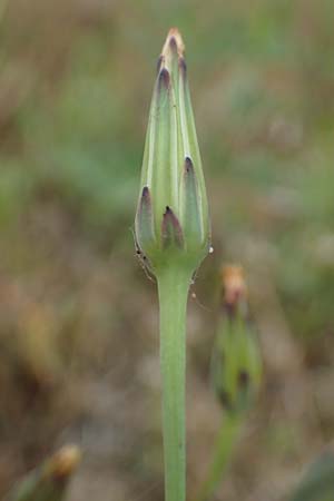 Hypochaeris glabra \ Kahles Ferkelkraut, Sand-Ferkelkraut, D Hockenheim 8.6.2021