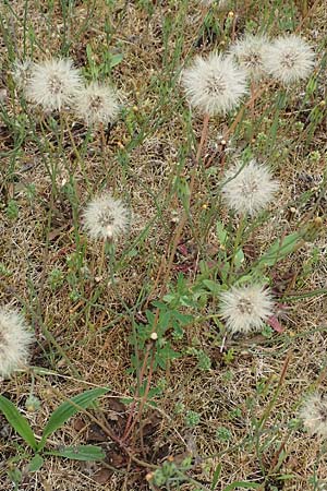 Hypochaeris glabra \ Kahles Ferkelkraut, Sand-Ferkelkraut, D Hockenheim 8.6.2021