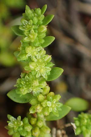 Herniaria glabra \ Kahles Bruchkraut / Rupture-Wort, D Hockenheim 8.6.2021