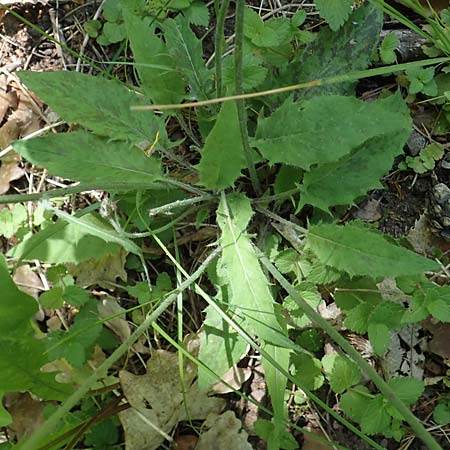 Hieracium glaucinum / Early Hawkweed, D Wachenheim 29.5.2023