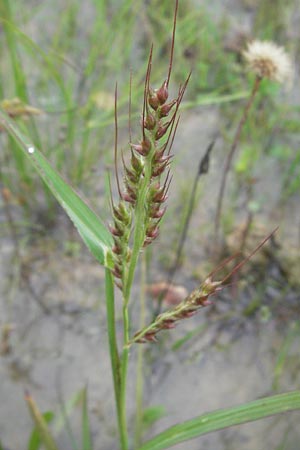 Echinochloa crus-galli \ Hhnerhirse, D Babenhausen 11.8.2007