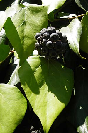 Hedera colchica \ Kolchis-Efeu / Georgian Ivy, D Mannheim 4.6.2015